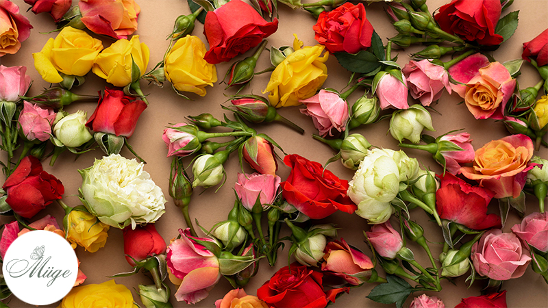 Understanding the Meaning Behind All Rose Colors